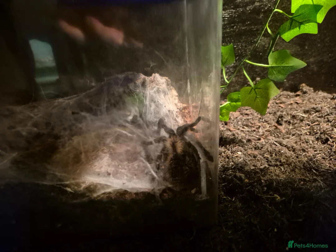 Mixed Breed reptiles for sale: Goliath bird eating tranchula  - Advert 1