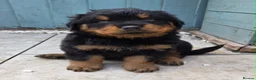 Rottweiler dogs for sale: Long haired Rottweilers  - Advert 18