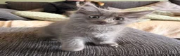 Ragcoon cats for sale: Last of litter affectionate playful Ragcoon baby  - Advert 5