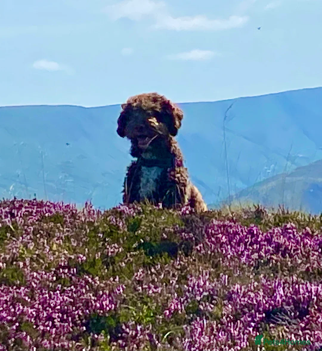 Lagotto Romagnolo dogs for sale: Three wonderful Lagotto pups available now - Advert 27