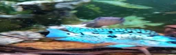 Cichlids fish for sale: ElectricDempsey X3,bichir,catfish,pleco,Oscar,barb - Advert 7