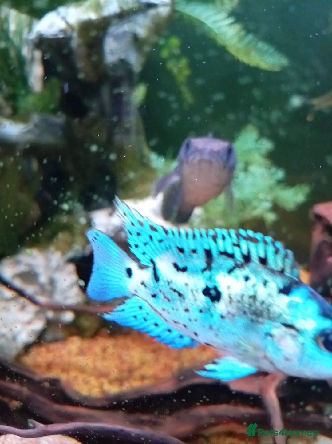 Cichlids fish for sale: ElectricDempsey X3,bichir,catfish,pleco,Oscar,barb - Advert 7