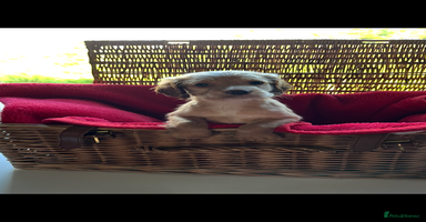 Cocker Spaniel dogs - Advert 1