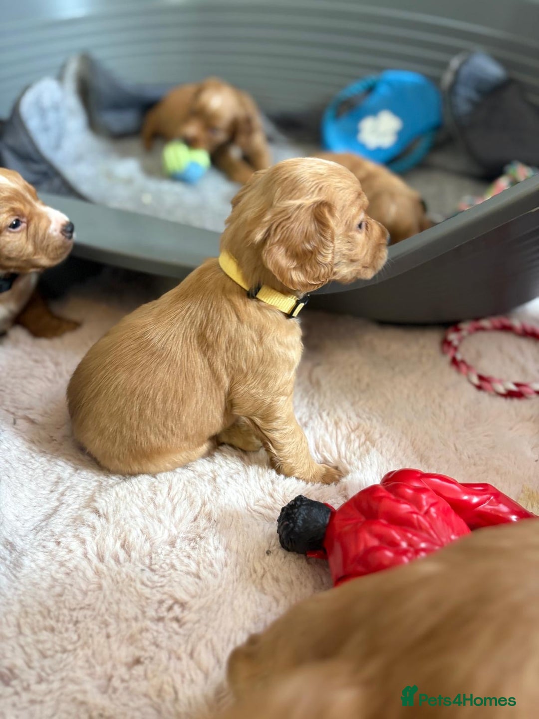 Cocker Spaniel dogs for sale: Kc reg cocker spaniels with 5 weeks insurance  - Advert 36