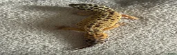 Leopard Gecko reptiles for sale: 2 female leopard geckos  in Droitwich - Advert 4