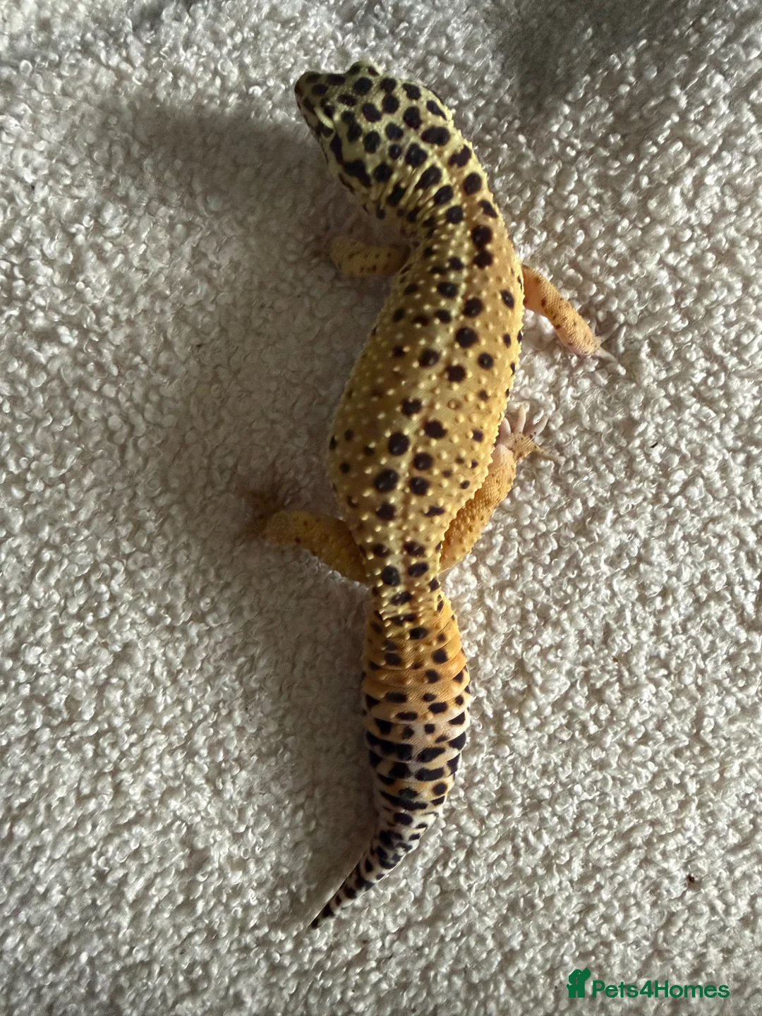 Leopard Gecko reptiles for sale: 2 female leopard geckos  in Droitwich - Advert 4