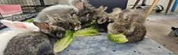 Angora rabbits for sale: 💜 Beautiful English Angora rabbits 💜 ready now  in Slough - Advert 2