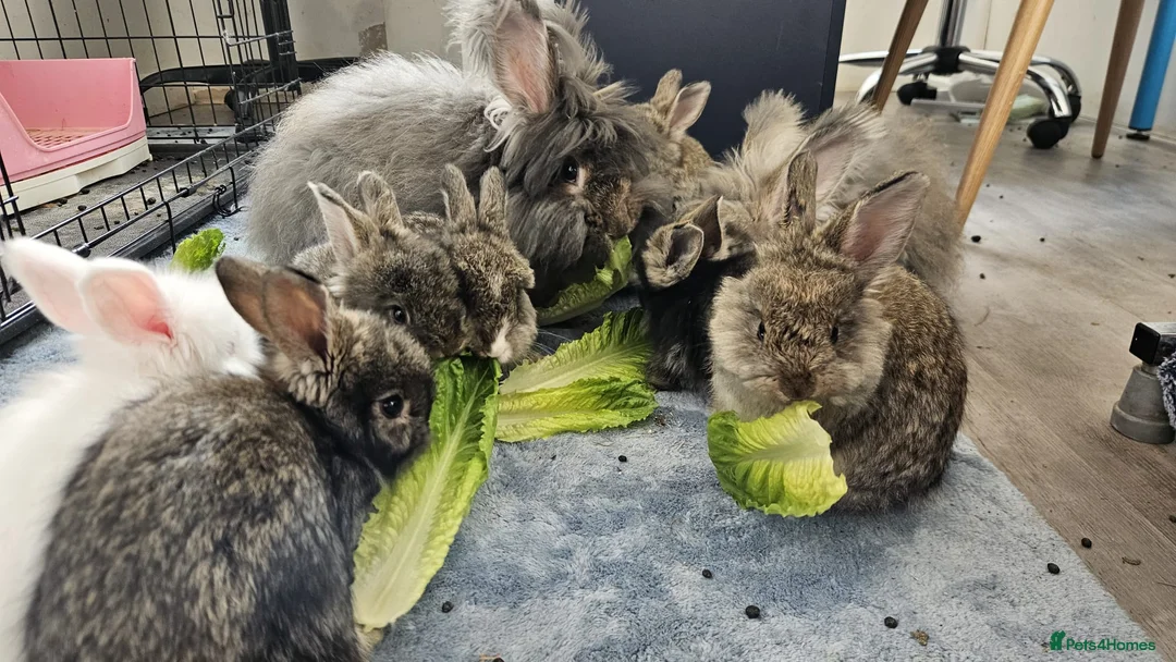 Angora rabbits for sale: 💜 Beautiful English Angora rabbits 💜 ready now  in Slough - Advert 2