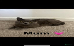 British Shorthair cats for sale: British short hair  - Advert 5