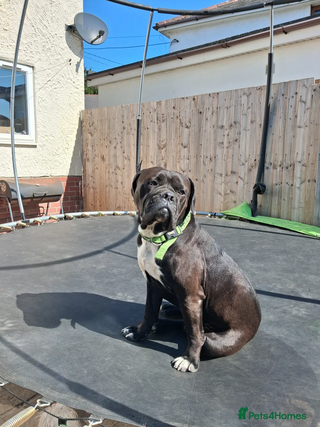 Mixed Breed dogs for sale: Cane Corso Cross 2 year old BOY - Advert 3