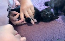Abyssinian cats for sale: Black tabby Halloween kittens👻 - Image 4