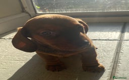 Miniature Dachshund dogs for sale: Mini dachshund  - Advert 4