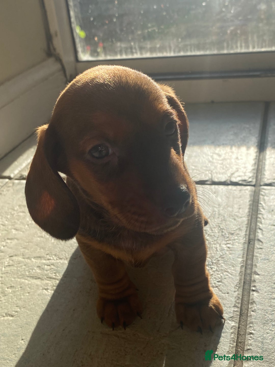 Miniature Dachshund dogs for sale: Mini dachshund  - Advert 4