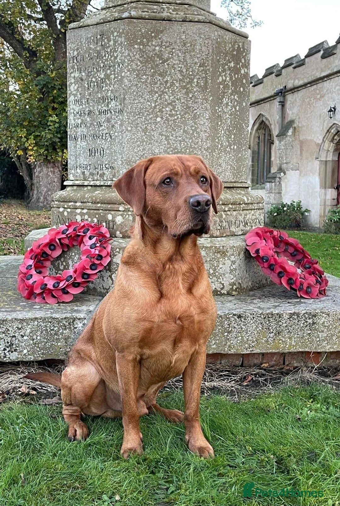 Labrador Retriever dogs for sale: Amazing KC Labradors fully health tested parents  - Advert 4