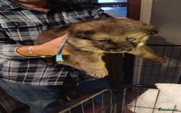 German Shepherd dogs for sale: 3 male german shepherd's puppies  - Image 4