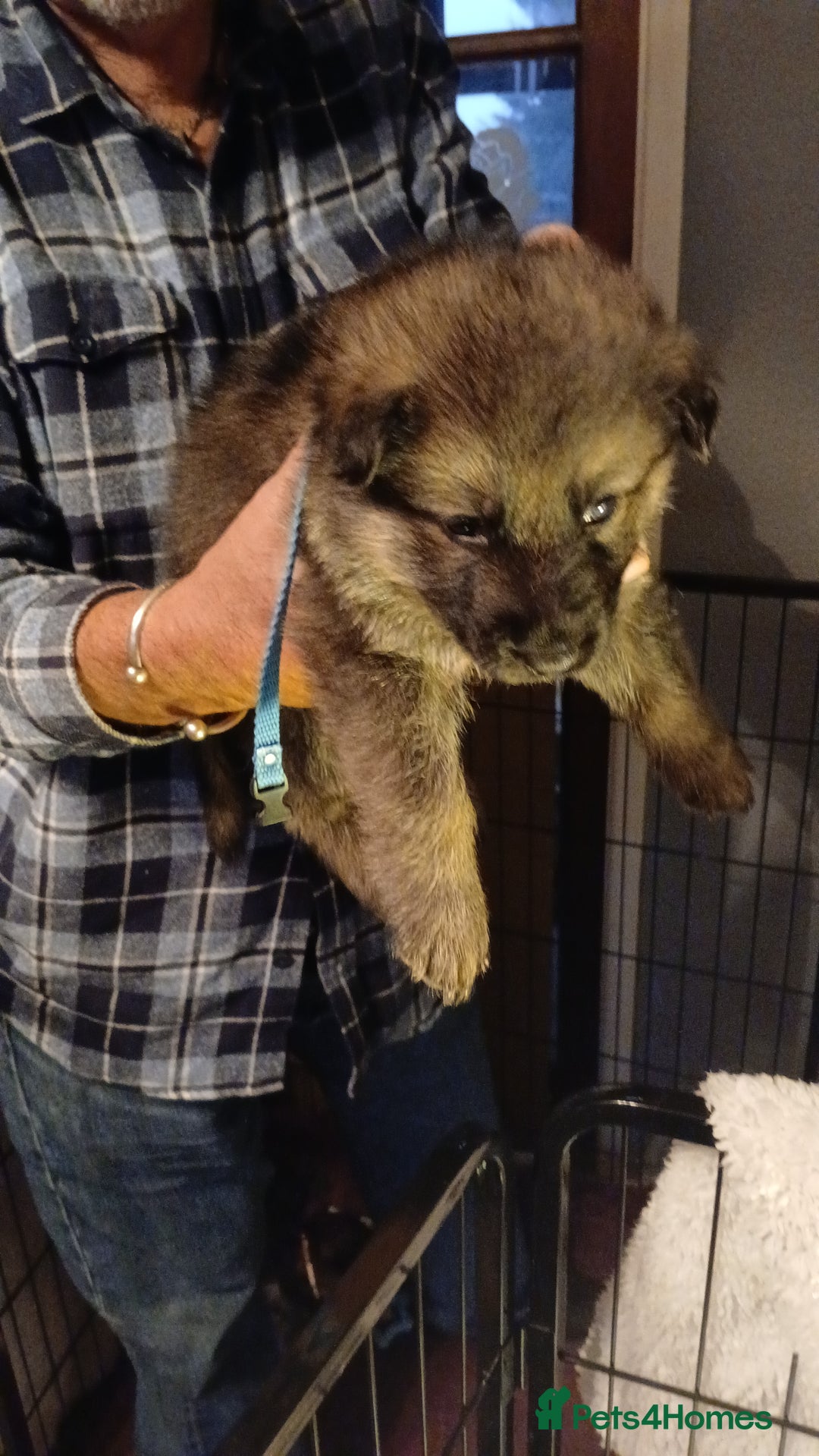 German Shepherd dogs for sale: 3 male german shepherd's puppies  - Image 4