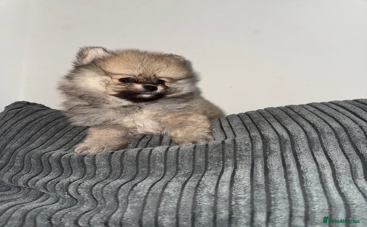 Pomeranian dogs - Advert 4