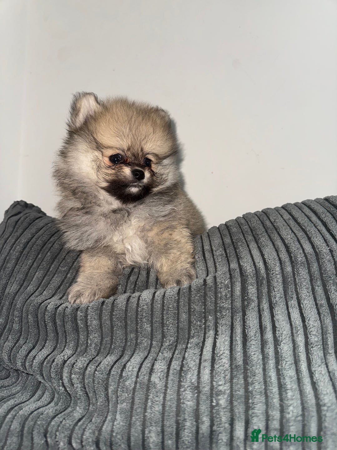 Pomeranian dogs for sale: REDUCED!, last Pomeranian girl🎀🌸 - Image 9