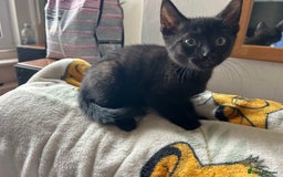 Mixed Breed cats for sale: Kittens - Image 10