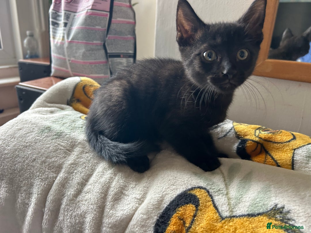 Mixed Breed cats for sale: Kittens - Image 10