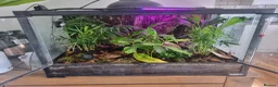Gecko reptiles for sale: Mourning Geckos in Biggleswade - Advert 2