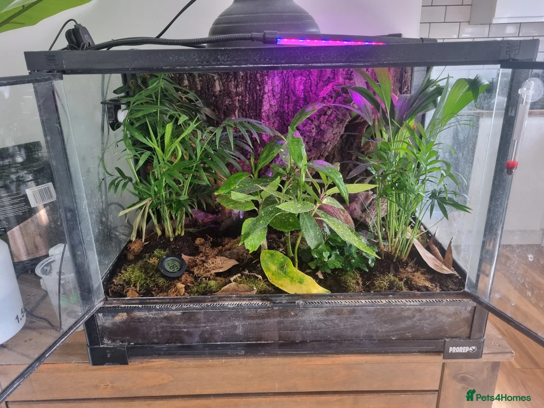 Gecko reptiles for sale: Mourning Geckos in Biggleswade - Advert 2