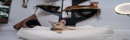 Abyssinian cats for sale: Super Cuddling Boy Champion Line 🏆 Silver Black - Advert 10