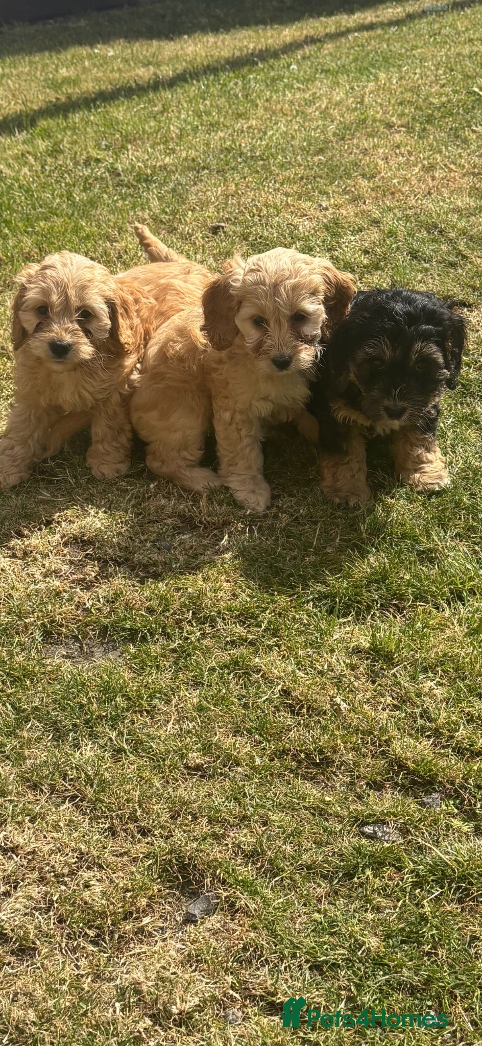 Cavapoo dogs  Mini Cavapoo puppies  - Advert 16