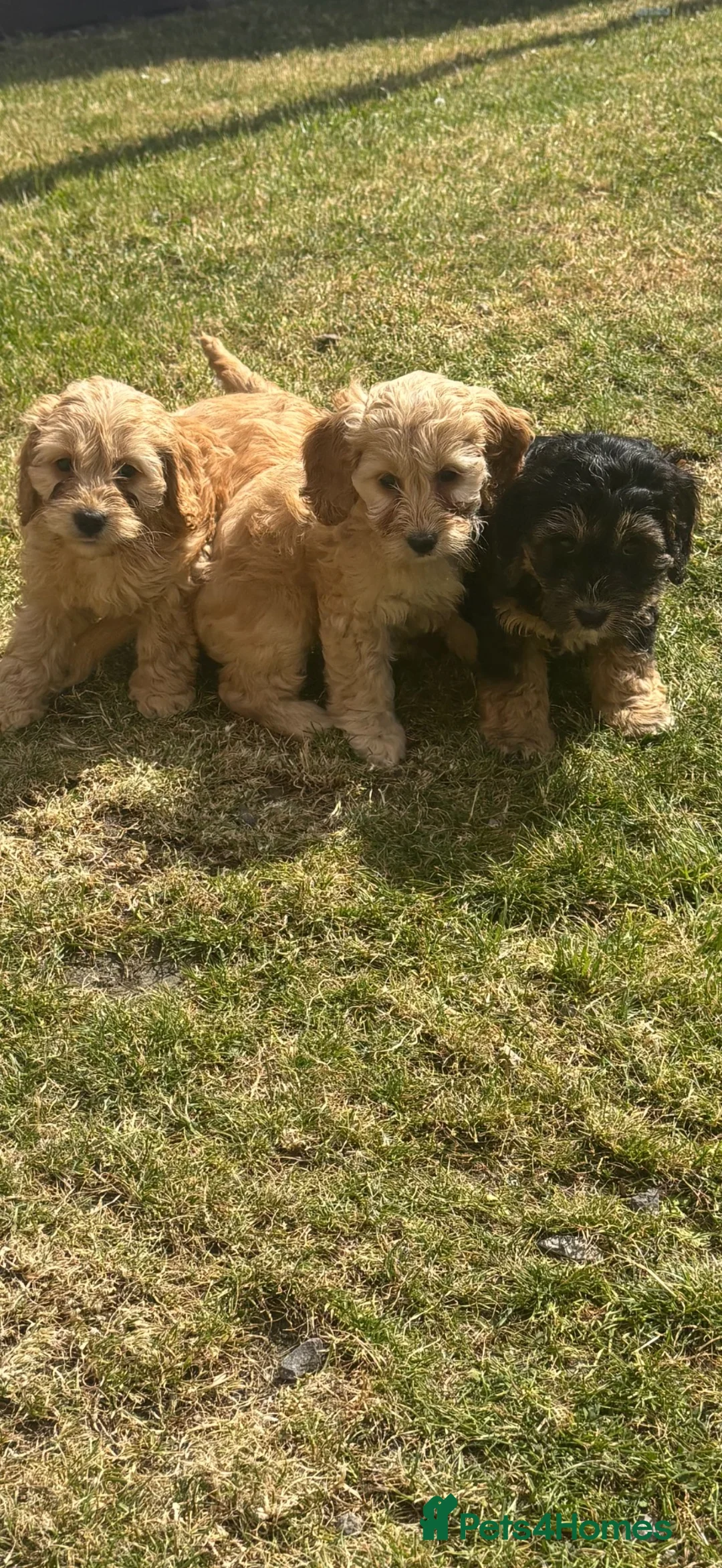 Cavapoo dogs for sale:  Mini Cavapoo puppies  - Advert 1