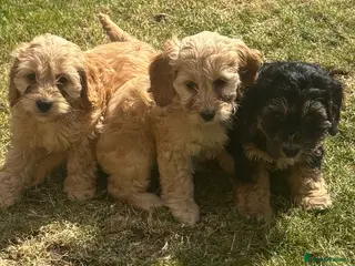 Cavapoo dogs Mini Cavapoo puppies - Advert 3