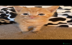 Maine Coon cats for sale: Maine coon x - Image 31