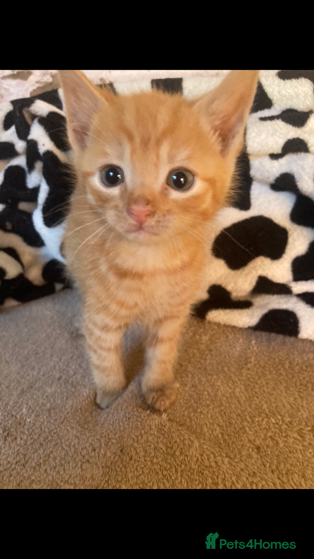 Maine Coon cats for sale: Maine coon x - Image 31