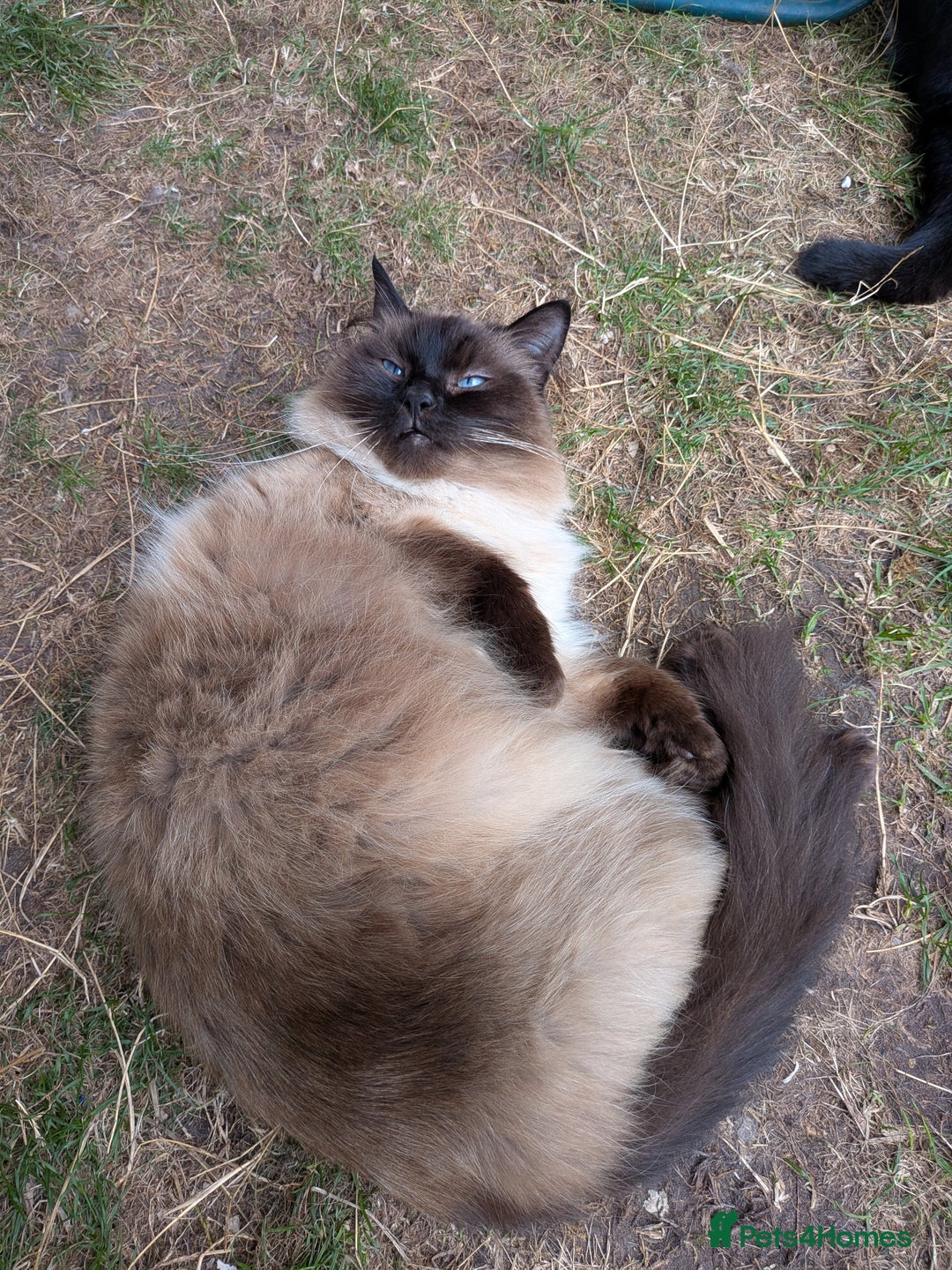 Ragdoll cats for sale: Ragdoll in need of a loving home - Advert 2