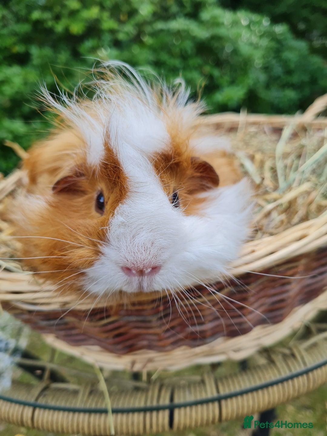 Guinea Pig rodents for sale: Male baby guinea pigs for sale. in Chippenham - Image 2