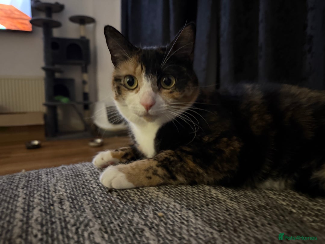 Domestic Shorthair cats for sale: 2 year old spayed female cat + accessories - Image 6