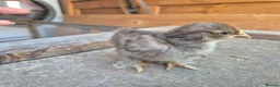Chickens poultry for sale: Pekin Bantam Chicks in Tamworth - Advert 6
