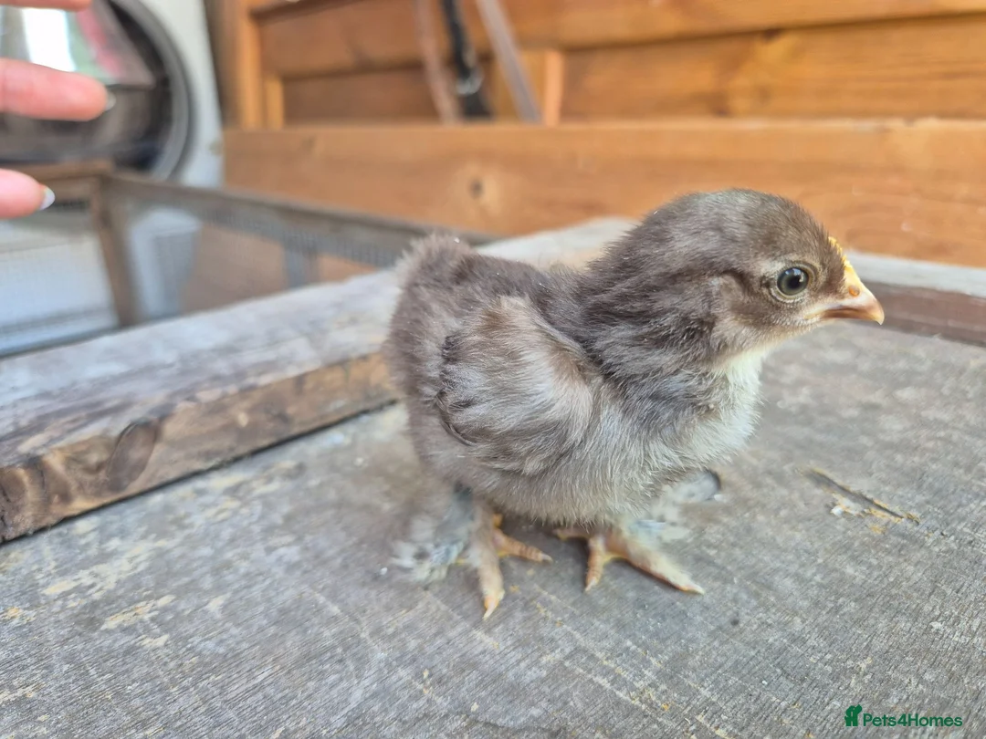 Chickens poultry for sale: Pekin Bantam Chicks in Tamworth - Advert 6