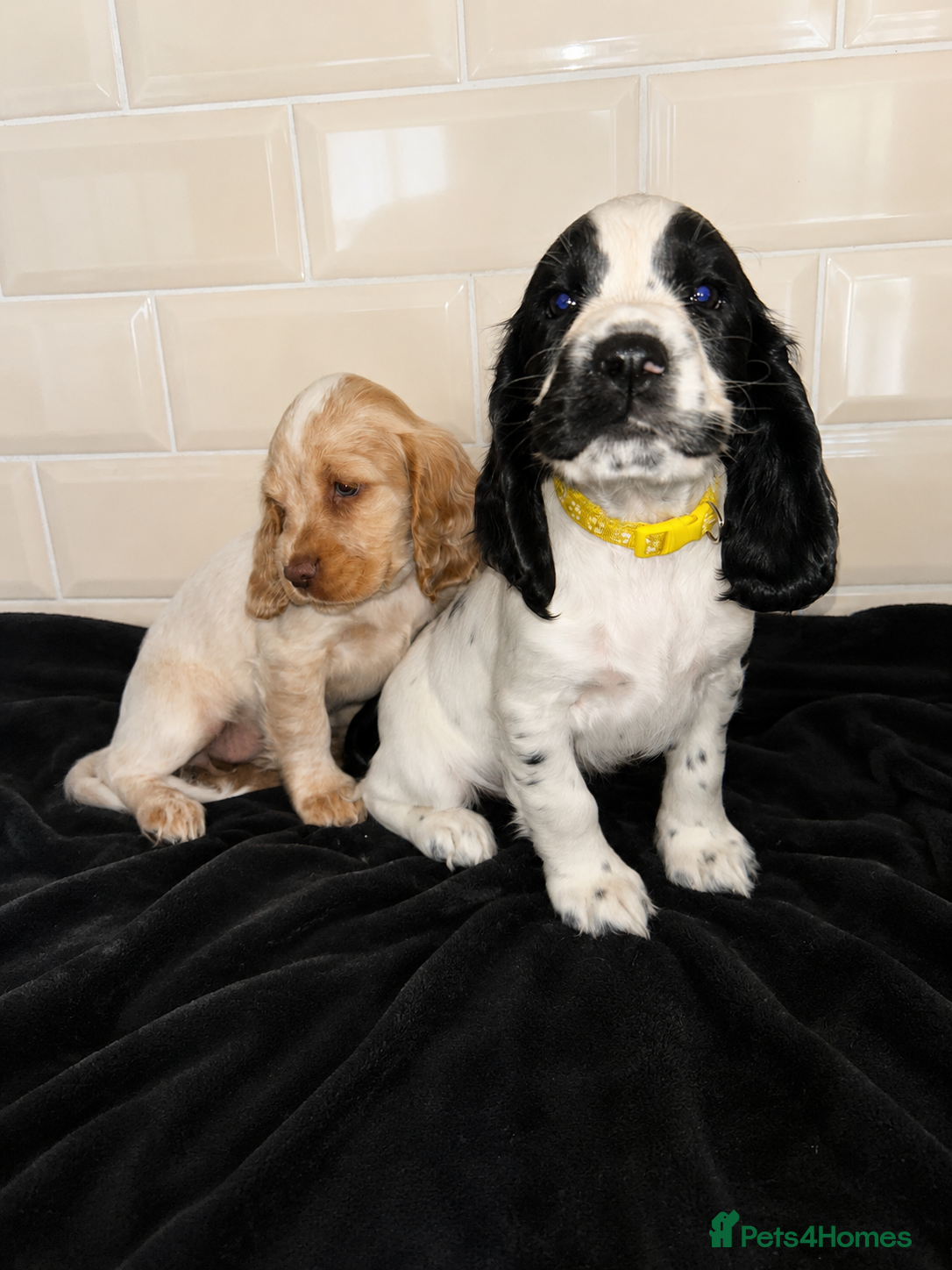 Cocker Spaniel dogs ( 2 girls left ) Show cockers! **READY TO LEAVE ** - Advert 1