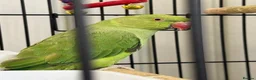 Ringnecks birds for sale: Indian Ringneck  in Stoke-on-Trent - Advert 6