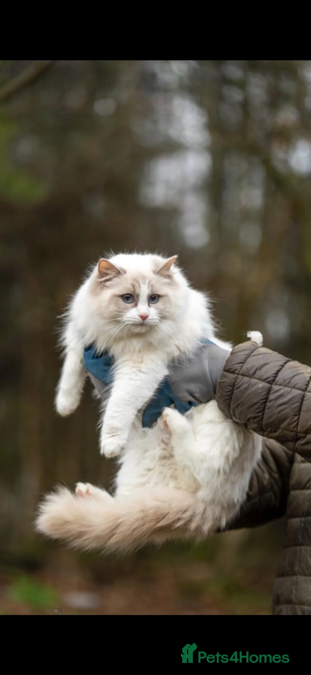 Ragdoll cats for sale: Ragdolls in Glasgow - Advert 5