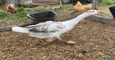 Geese poultry - Advert 4