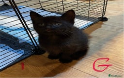 Ragdoll cats for sale: Half Ragdoll KITTENS - Image 24