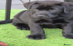 Labrador Retriever dogs for sale: KC, very cute Black labrador Show Type. READY KNOW in Ferryhill - Image 3