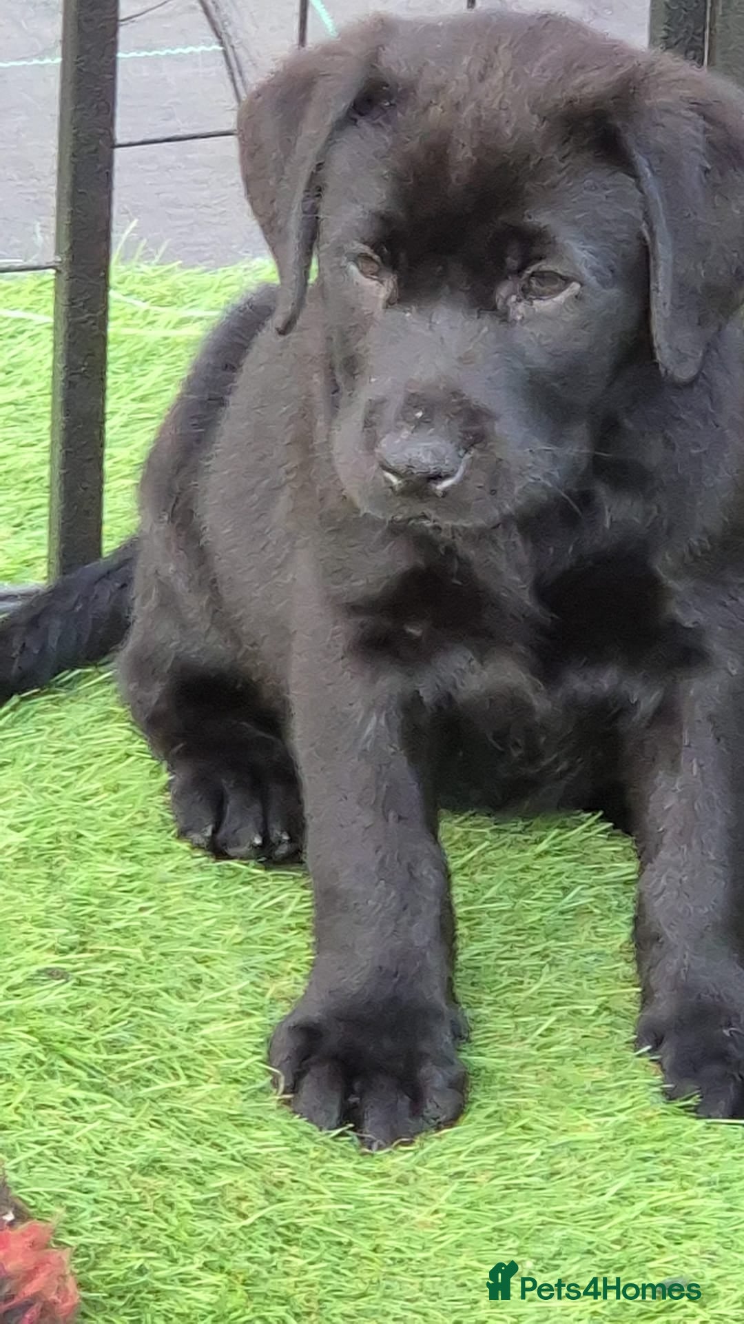 Labrador Retriever dogs for sale: KC, very cute Black labrador Show Type. READY KNOW in Ferryhill - Image 3