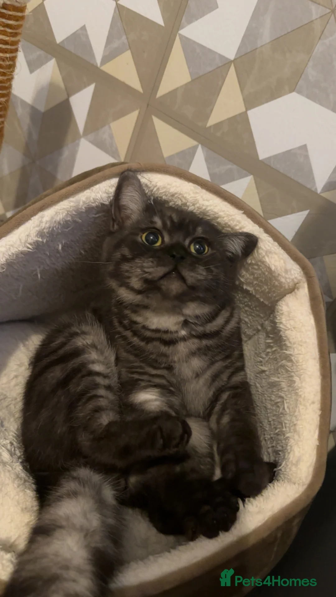 Scottish Fold cats for sale: Scotish fold short haired dark grey male  - Advert 2