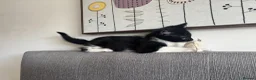 Domestic Shorthair cats for sale: Gorgeous tuxedo male  in Hyde - Advert 2