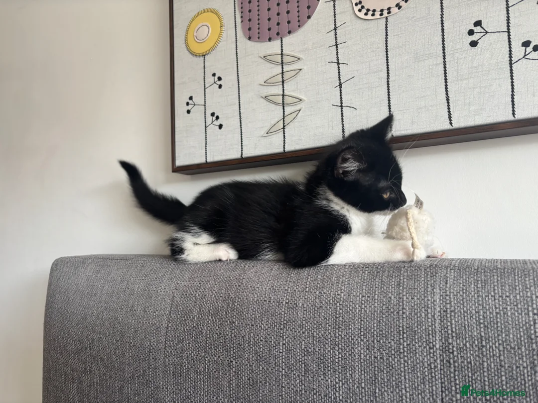 Domestic Shorthair cats for sale: Gorgeous tuxedo male  in Hyde - Advert 2