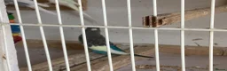 Budgerigars birds for sale: Baby budgies  - Advert 3