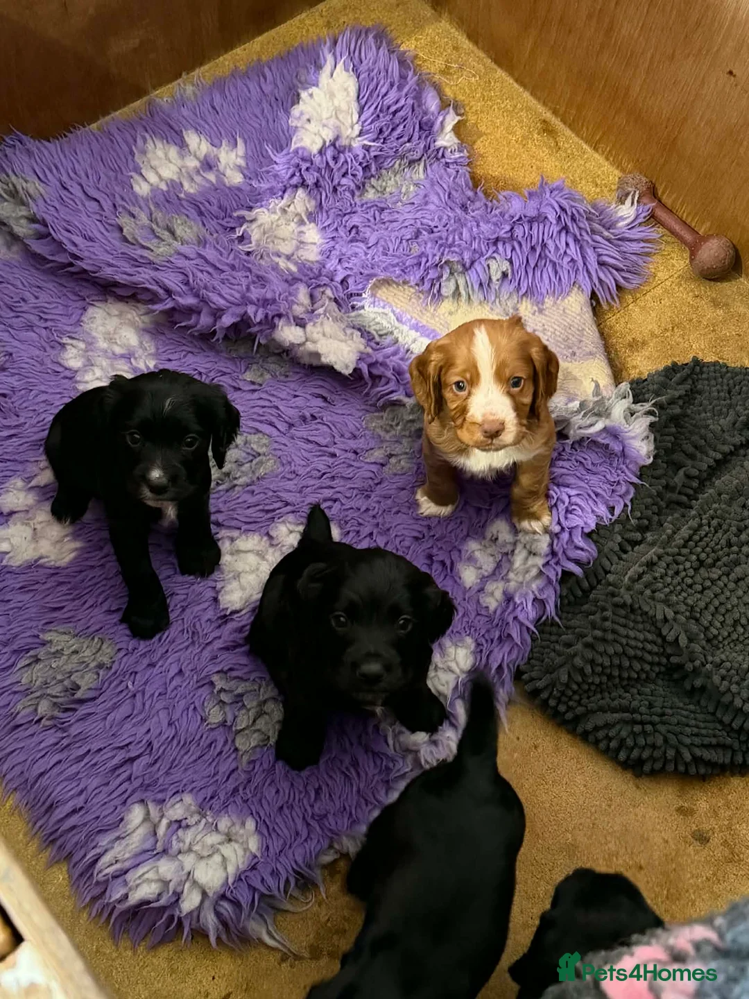 Cocker Spaniel dogs for sale: Cocker spaniel puppies  - Advert 15