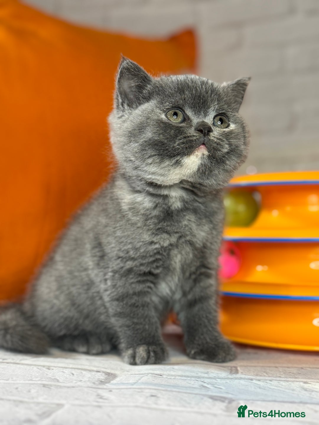 British Shorthair cats for sale: British Shorthair Kittens blue tortie  - Advert 24